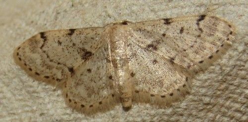 Idaea consolidata?